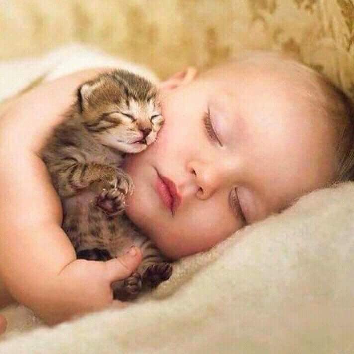 BeeBareld's tweet image. Yesterday on the 8-8 was also #international #catsday, coincidence that that is in the Lion Gate Portal Day😉

Let's slide into beautiful openings now together, as the last four days of #relapsing the old, as the first 13 day period has closure

To new intentions!

Love you All🧡