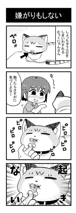 無反応すぎてビビる
#猫
#4コマ 
#エッセイ漫画 