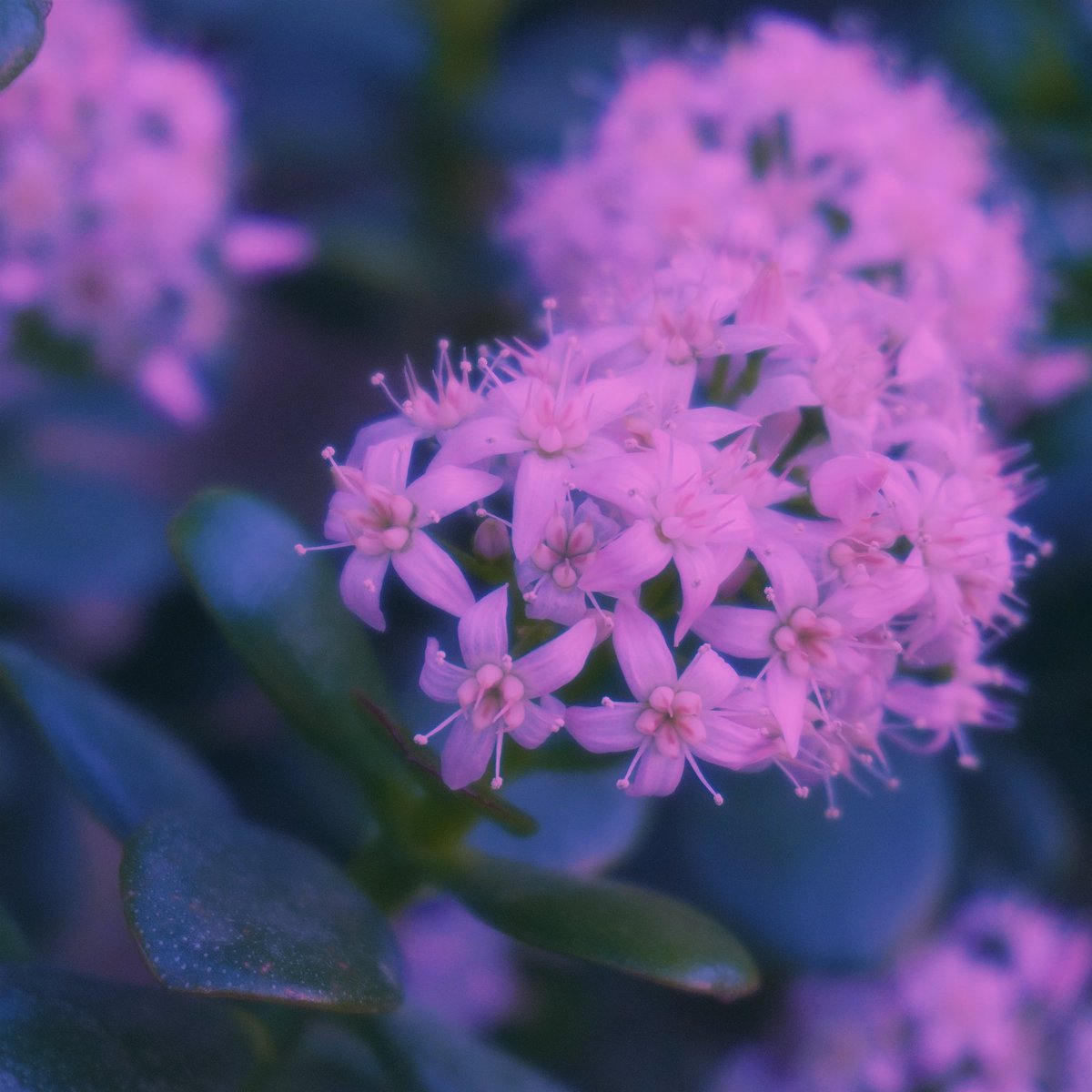 I recorded four demos last night that I'd like to share. All of these songs are subject to change in the future (or not!) but I haven't shared anything in a while and just wanted to let you know what I'm up to <3

pairs well with crying in the dark!

alsoalsoalso.bandcamp.com/album/greenhou…