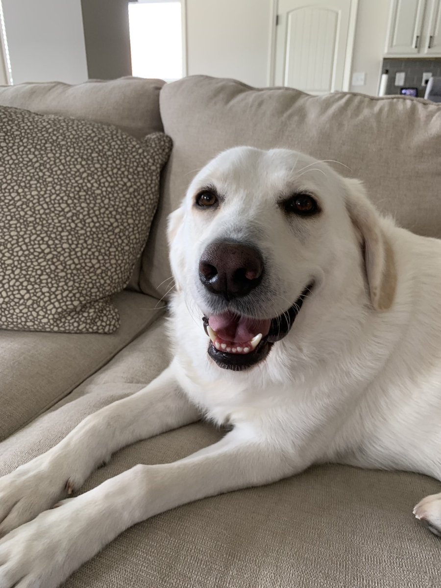 TheDavisRescues's tweet photo. Ellie is such a delight to visit with each week. She has this playful but calm vibe about her that just puts your mind at ease and makes you smile⁣
⁣
 #greatpyrenees 
#petsitter #dogsitter #roversitter #roverdotcom #roversitterpic @RoverDotCom ⁣
#madisonal https://t.co/fDcdU3gmbo