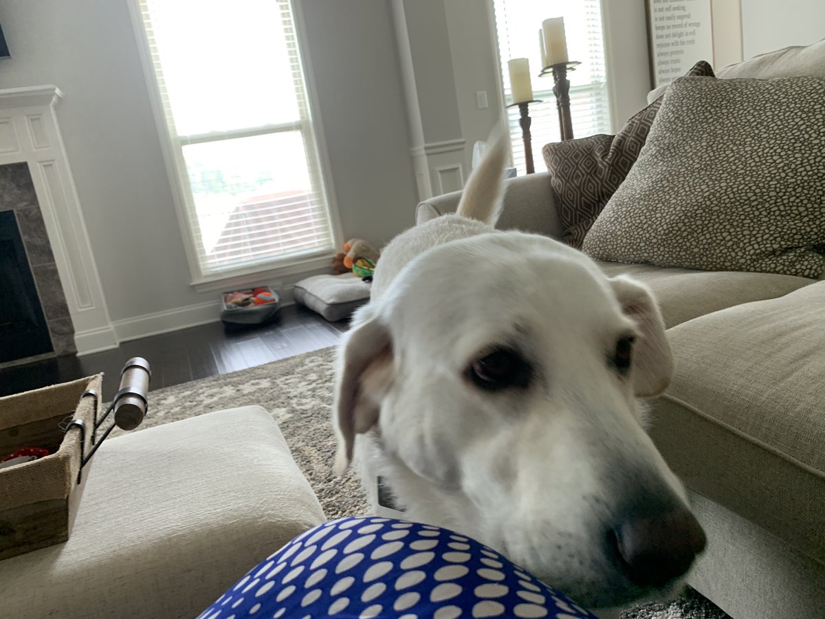 TheDavisRescues's tweet photo. Ellie is such a delight to visit with each week. She has this playful but calm vibe about her that just puts your mind at ease and makes you smile⁣
⁣
 #greatpyrenees 
#petsitter #dogsitter #roversitter #roverdotcom #roversitterpic @RoverDotCom ⁣
#madisonal https://t.co/fDcdU3gmbo