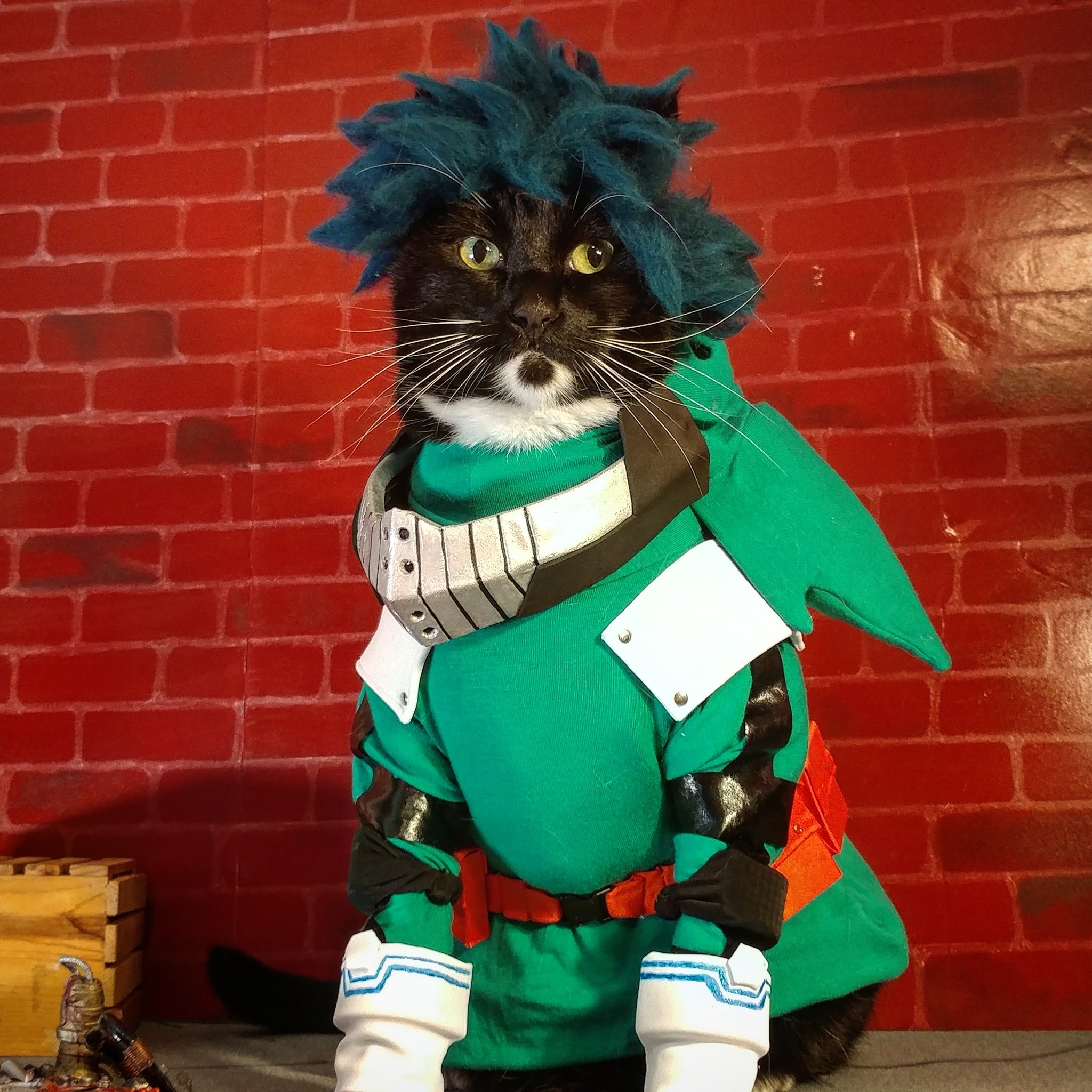 Cat Cosplay on Twitter