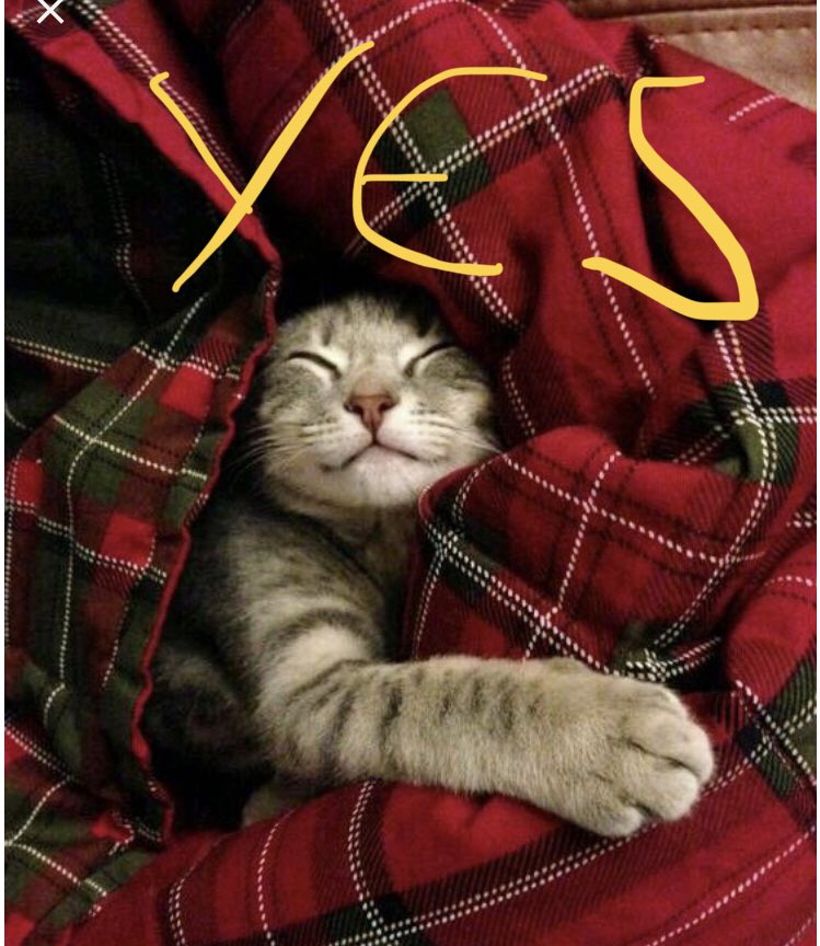 Yeskittens's tweet photo. Yes kittens is an account that will avoid bitterness &amp; embrace the Indy-curious  via the medium of kittens &amp; poor graphics https://t.co/Fj5YUfuNuv