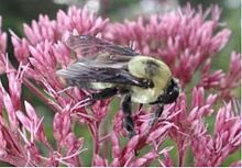 FergusonFriends's tweet photo. Tomorrow is the day! Join us for our annual medicinal plant walk with naturopath Shawn Yakimovich. Settler’s Trail Parking lot on Cty Rd 44, 10 a.m., and be ready for insects (an essential and beautiful part of our forest ecosystem!) #FergusonForest #NGTrails https://t.co/MQqJi4BFYL