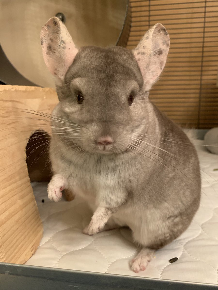 EHS_Biomed's tweet photo. Meet Denne — coming 2019-2020 to the Biomed program! https://t.co/LVhPQBBsH2
