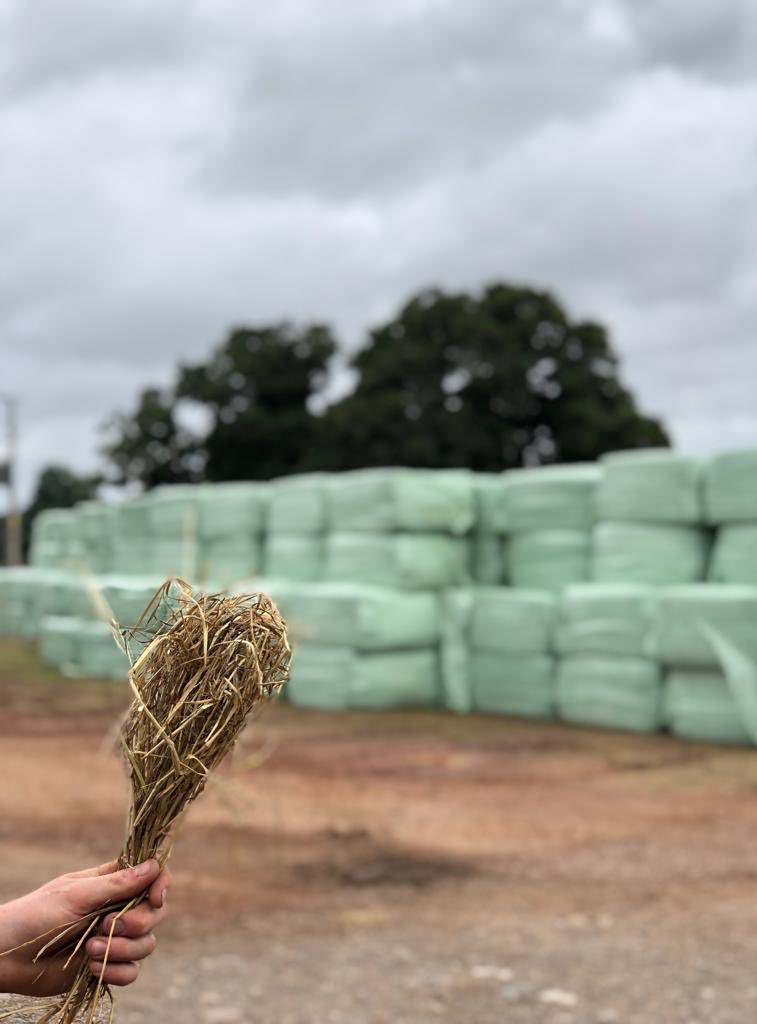 Top quality haylage for sale. 400 Bales of top quality Nolwen Ryegrass Haylage suitable for horses. Perfectly clean. Made last week.  500 plus bales of cattle haylage. Based Ross-On-Wye, Herefordshire. Competitive prices. DM for more info. #RocketFuel #Harvest2019