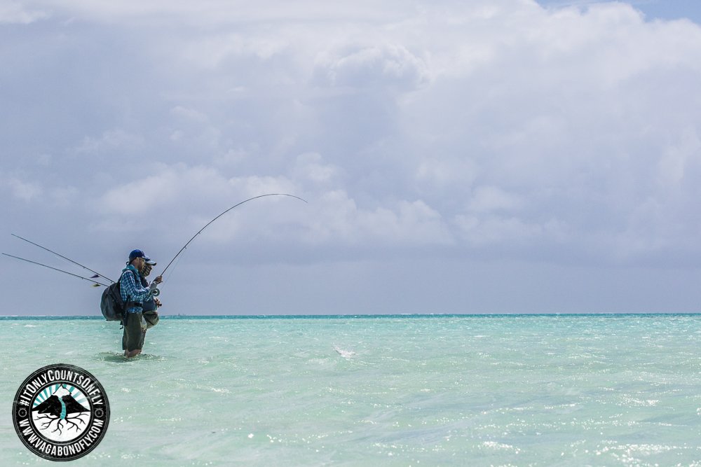 VagabondFly's tweet photo. The flats! With #Bonefish everywhere, #GT's charging &amp; #Milkfish spooking at your feet... where in the world would you rather be? 
#purposefullylost https://t.co/3NKIxYRa31