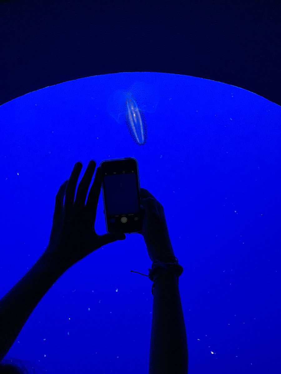 Person taking picture of Jellyfish at the Monterrey Bay Aquarium