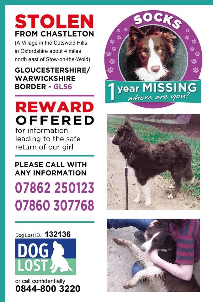 JustineQuirk's tweet photo. Dog theft is on the increase but charge/conviction rates are decreasing. Our dogs aren’t “property” that can be replaced 😡 @MichelleSLT shares Socks’ Appeal today. Pls RT & help raise awareness #StolenSocks #DogTheft #StolenDog #BorderCollie #CheckTheChip https://t.co/C3Etl5lLFb https://t.co/gv1RsaUSjC