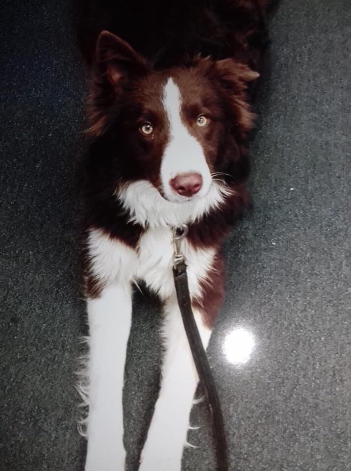 JustineQuirk's tweet photo. Dog theft is on the increase but charge/conviction rates are decreasing. Our dogs aren’t “property” that can be replaced 😡 @MichelleSLT shares Socks’ Appeal today. Pls RT & help raise awareness #StolenSocks #DogTheft #StolenDog #BorderCollie #CheckTheChip https://t.co/C3Etl5lLFb https://t.co/gv1RsaUSjC