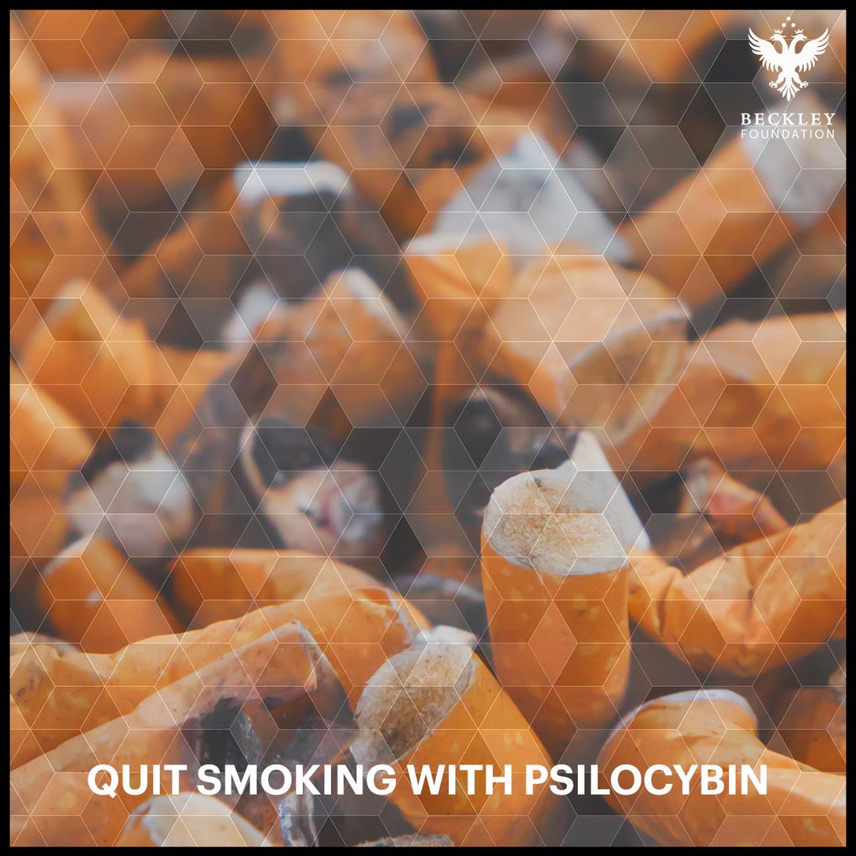 Psilocybin may be the most successful way to go #NoTobacco.

With 80% abstinence rates for 6 months, our research indicates that psilocybin is more effective than anything currently available. 

Find out more:
beckleyfoundation.org/psilocybin-for…