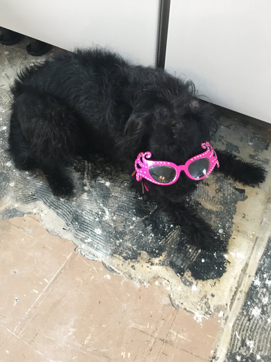 Jan10638274's tweet photo. I think these onion glasses suit me don’t you? #Roscoholiday https://t.co/0NUtfVv5Zd