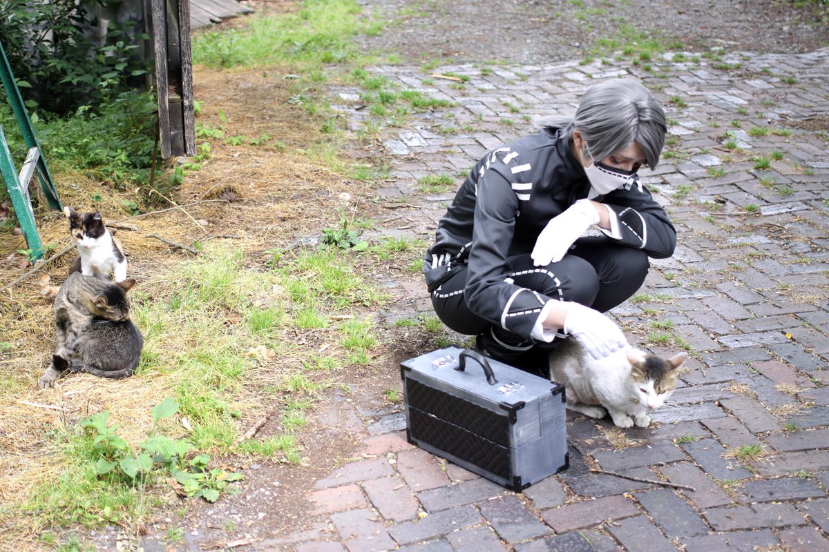 wiru_son's tweet photo. にゃんこ https://t.co/ol0Ypn03Xc
