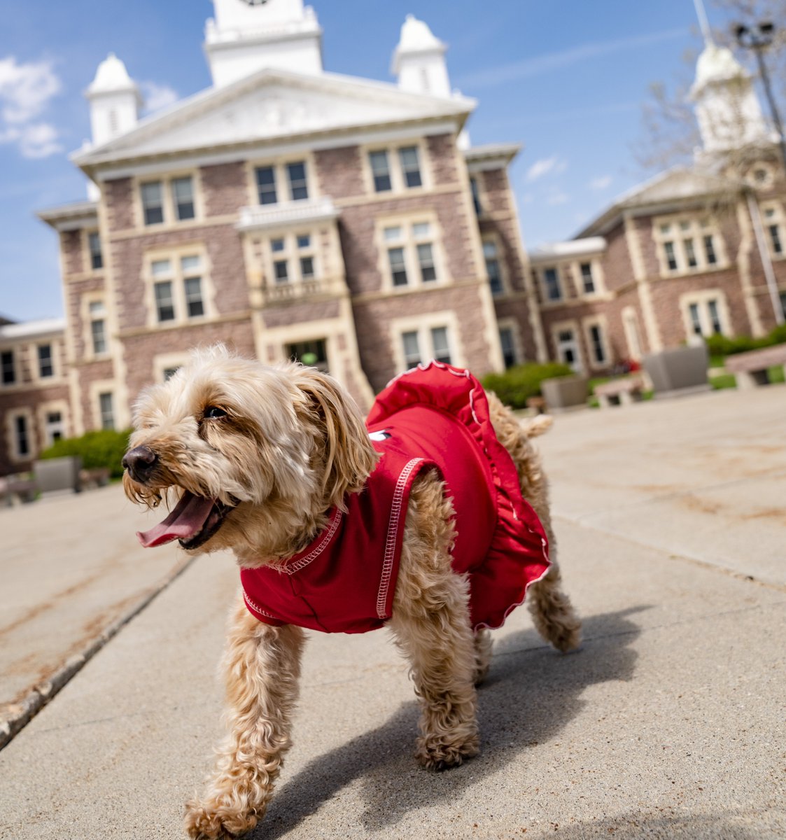 usdcharliestore's tweet photo. On Fridays, we wear red πΎ π #DogsofUSD #StyledbyCharlies #YoteLife https://t.co/vtLlRJsMfg