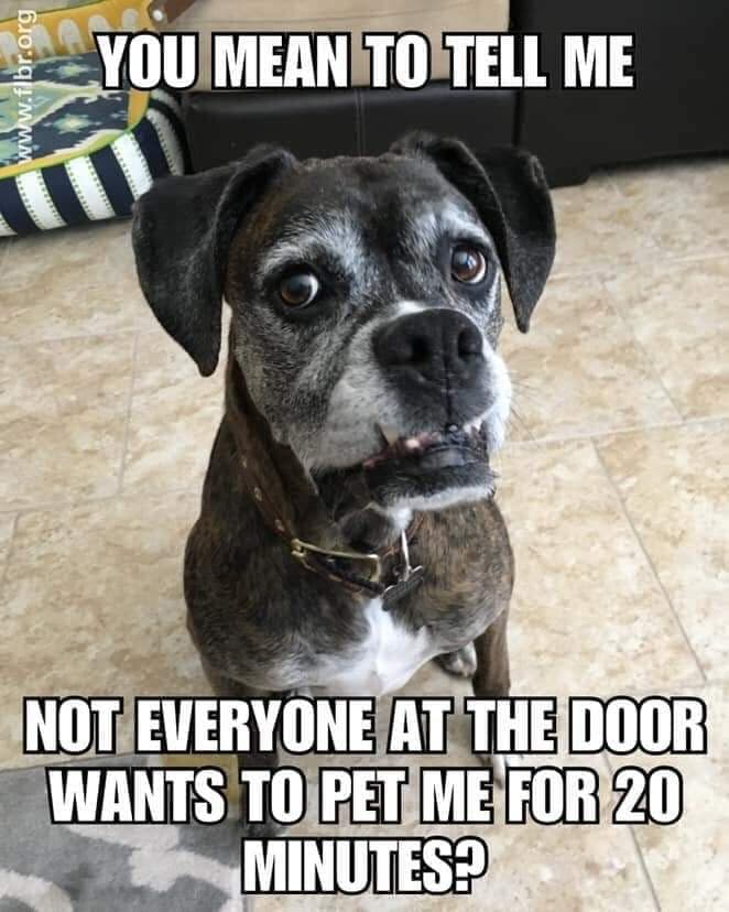 Of course we'll pet you!! #DogLife #dogsarefamily #FridayFeeling #AnimalHealth #doglovers