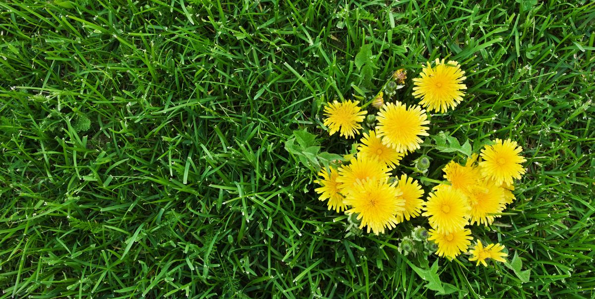 property_metro's tweet photo. "Boiling water, vinegar, salt, and even cornmeal can be used as #natural #weed killers."  https://t.co/87dye8RMXk https://t.co/jXKak9gWIV