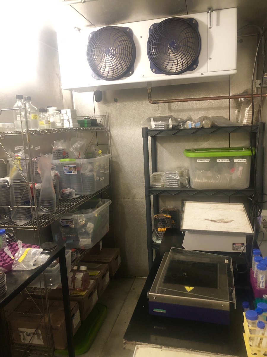 LennyLegionella's tweet photo. Welcome to the arctic ⛄️❄️ #adriennesarctic #coldroom #brrrrrcillus #FindLenny https://t.co/4WX9RUvG8w