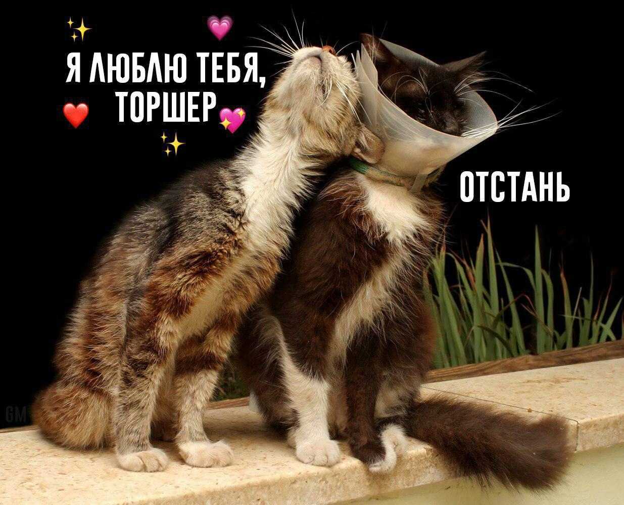 Я тебя пожалею