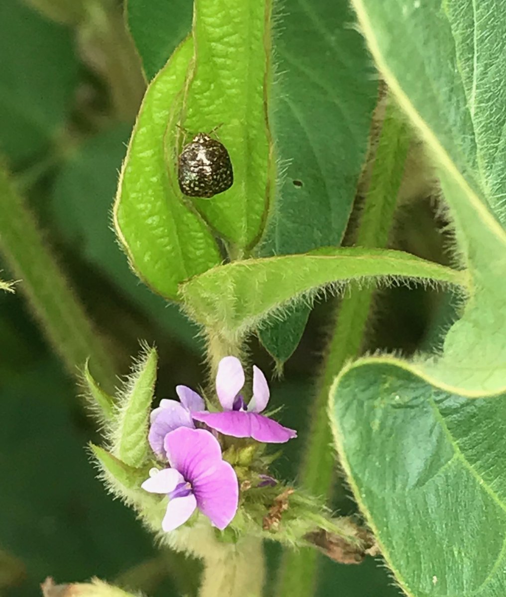 Kudzu bug in beans ⁦<a href="/JeffGore99/">Jeffrey Gore</a>⁩ ⁦<a href="/acatchot/">Angus Catchot</a>⁩ ⁦<a href="/WhitneyDCrow/">Whitney</a>⁩