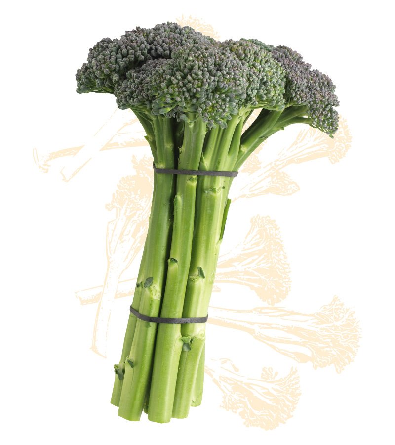 OceanMistFarms's tweet photo. Tip of the day: When selecting #SweetBabyBroccoli avoid any discolored beads in the crown area or wilted stalks. π₯¦ https://t.co/xcVQTMP8TL