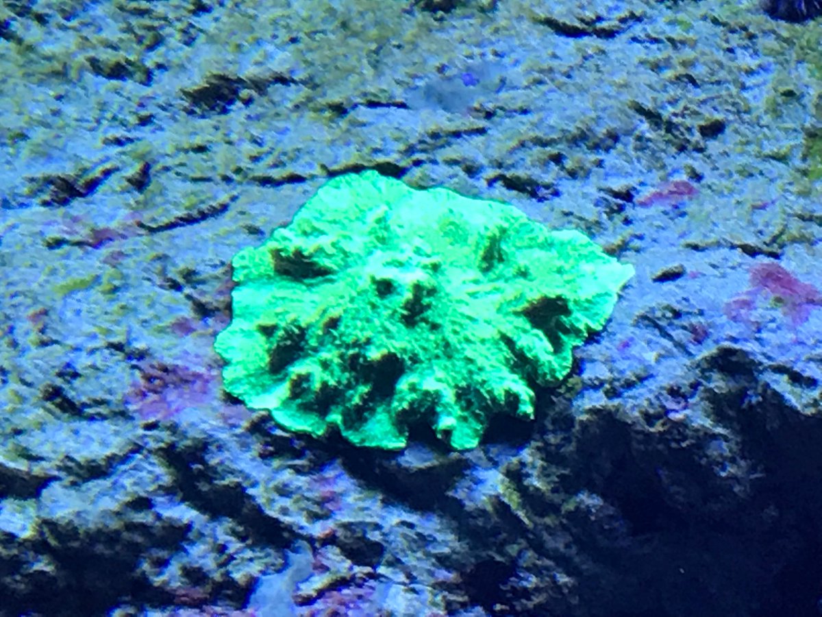 Jessica Codr tweet media