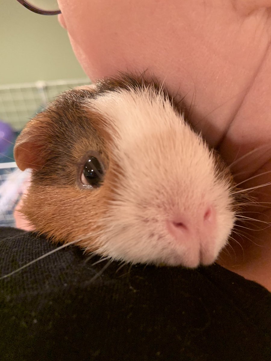 hersh_ted's tweet photo. Just going for a #leftshoulder ride as Pigmom does the dusting #guineapig https://t.co/zgdNOVL1Xg