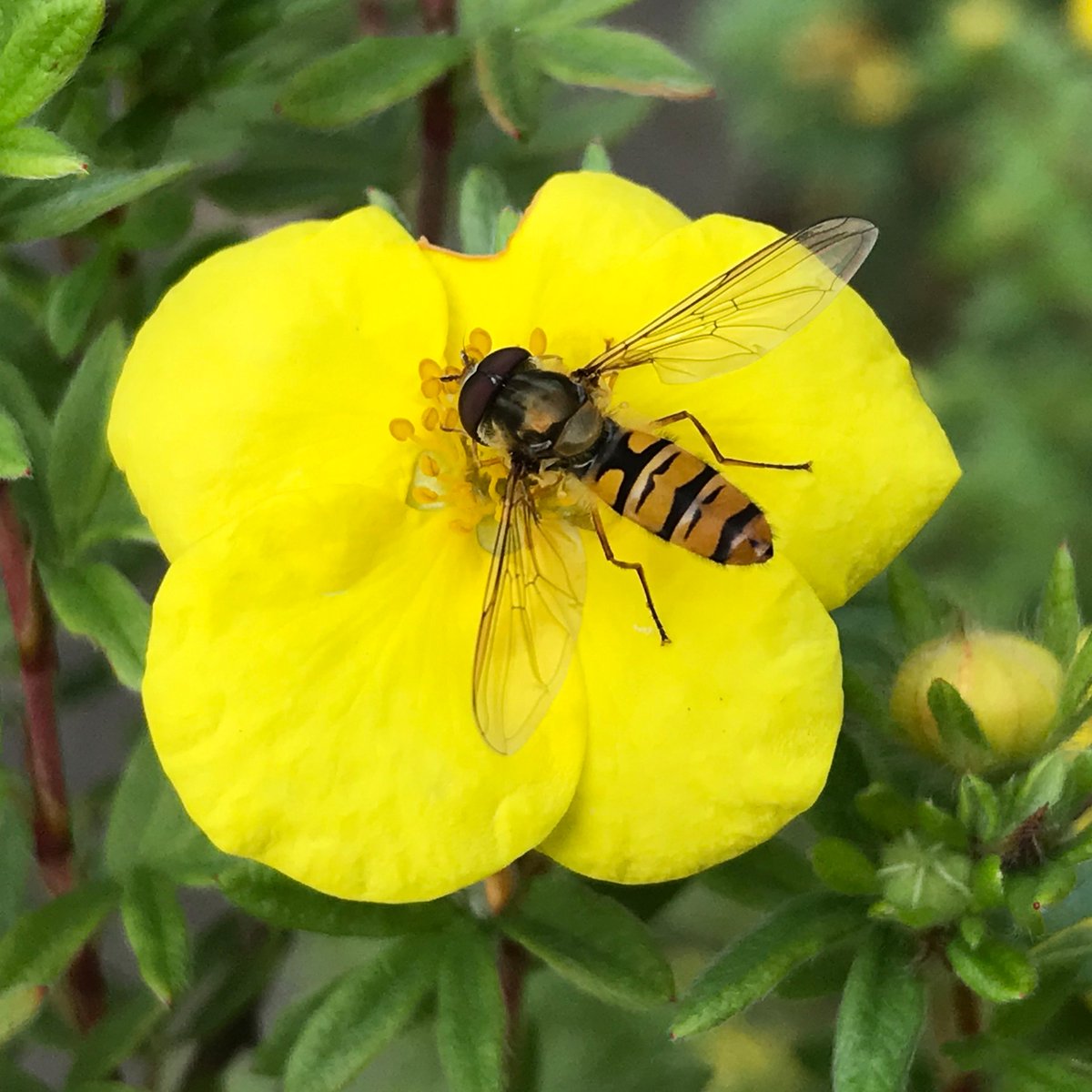 geraldmfoto's tweet photo. Today #colour_collective @Clr_Collective
 #butter 
Hoverfly on cinquefoil (potentilla fruticosa)
#hoverfly #schwebfliege #cinquefoil #fingerstrauch #savethebees #natur #nature #iphoneonly #shotoniphone #macro #macrophotography #NaturePhotography #naturelovers #naturegram
Cheers😎 https://t.co/SbjoyhIPfL
