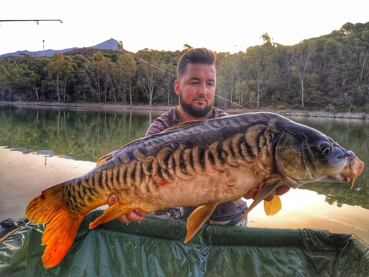 <a href="/peralbaits/">PERALBAITS OFFICIAL</a> #Anís #peralbaits #BOILIES100X100NATURALES