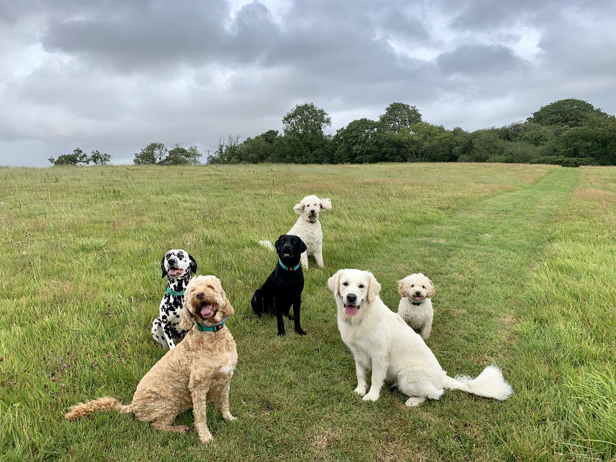 millinbrook1's tweet photo. A lovely walk in between the showers βοΈπ¨βοΈ #countryretreatfordogs #dogsholiday #holidayfordogs https://t.co/1XavTe3jnW