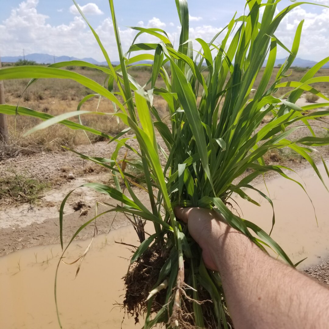 UaDeptBSC's tweet photo. Congratulations to @mrmckain, co-PI on a $3.8 million EPSCoR grant to study invasive plant genomics! https://t.co/shBR1Rti2F