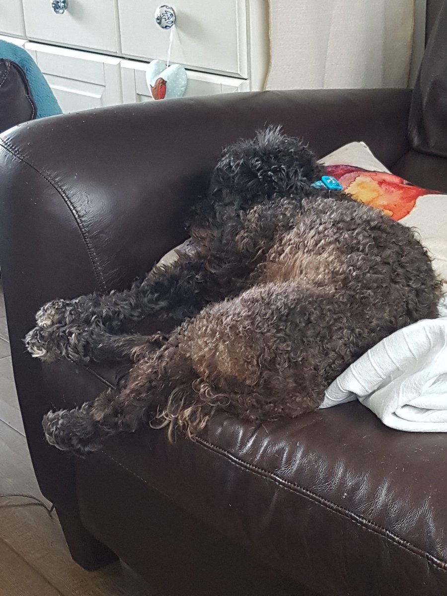 oxguin's tweet photo. He's gonna fall of the sofa any minute now isn't he. #twat @IdaD0wn's #PetUpdate https://t.co/H8XObiK2BQ