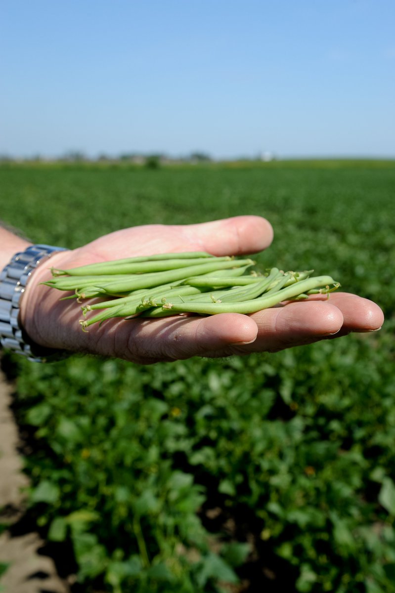 [Programme Récolte-Don!]399 000 portions de légumes ont été remises aux <a href="/BAlimentairesQC/">Banques alimentaires du Québec</a> jusqu'à présent, soit 80 % de notre objectif 2019!🤗 Merci à tous nos #producteurs #donateurs et à <a href="/Bonduelle_Group/">Bonduelle Group</a> qui transforme gratuitement ces légumes.#zérodéchet #insécurité #gaspillage