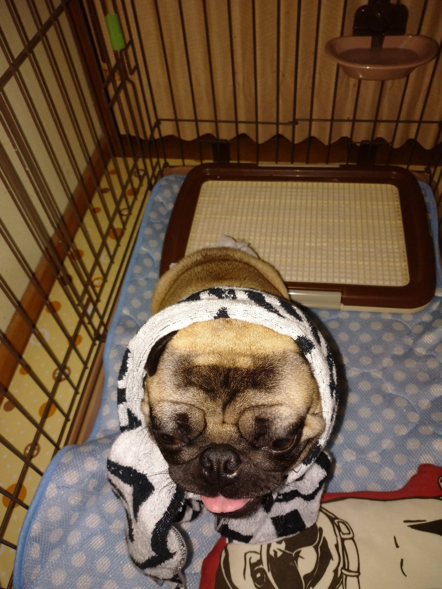 Hukoちゅうこ トラッキーもほっかむりに挑戦 T M Revolutionのタオルでほっかむり 西ヲタに変身しました 犬 パグ 愛犬 ペット の日 パグの日 ほっかむり ほっかむりパグ 変身 西ヲタ 西ヲタに変身 Tmrevolution 西川貴教 犬の画像