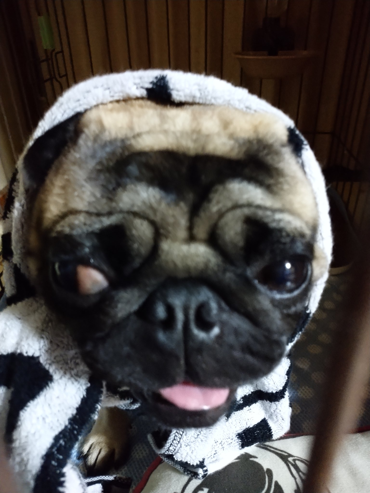Hukoちゅうこ トラッキーもほっかむりに挑戦 T M Revolutionのタオルでほっかむり 西ヲタに変身しました 犬 パグ 愛犬 ペット の日 パグの日 ほっかむり ほっかむりパグ 変身 西ヲタ 西ヲタに変身 Tmrevolution 西川貴教 犬の画像