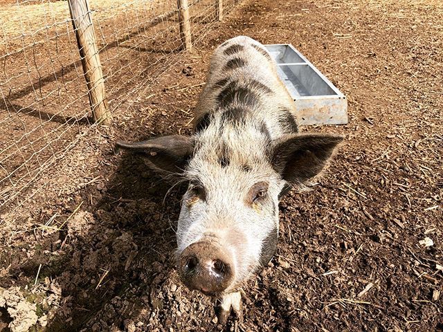 kewlittlepigsuk's tweet photo. Jill has been enjoying the lovely weather!โ๏ธ
.
.
.
Come and play with our piggies next week๐ทโค๏ธ๐ท .
.
.
#kewlittlepigs #kewlittlepigsfarm #piggies #piggy #pigs #pig #pigsta #pigstagram #love #sunshine https://t.co/M7h1VpwJXI https://t.co/30ynlWPQjR
