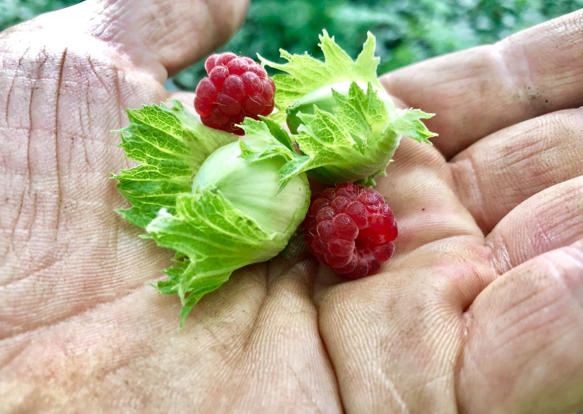 DigChrisMyers's tweet photo. #Fresh #Wild Cobnuts &amp; Raspberries from the spinney...the perfect afternoon snack #Foraging #FruitsOfNature https://t.co/0NoMb2wIWs