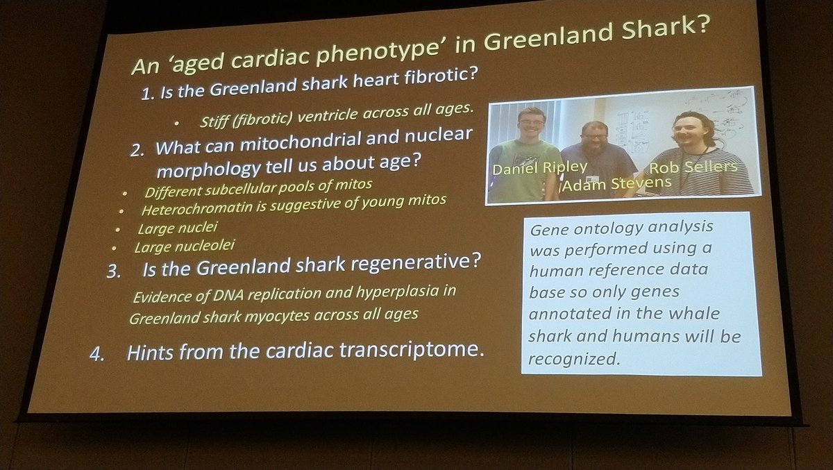 LynneUSneddon's tweet photo. The amazing heart of the long lived Greenland shark by Holly Shiels #ICCPB2019 https://t.co/3bmVrgT4lm
