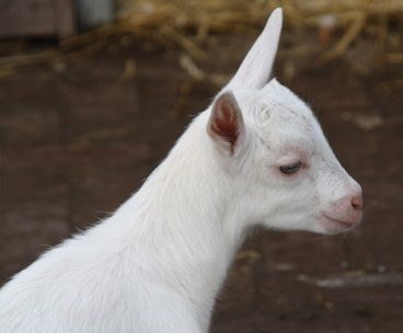 DierisVriend's tweet photo. Comite Dierennoodhulp
OPEN BRIEF AAN MINISTER PRESIDENT MARK RUTTE: VERBOD OP #OFFEREN VAN #DIEREN
11-8 begint voor moslims offerfeest >in ons land weer duizenden schapen, geiten als offerdier #onverdoofd geslacht
Verzoek toevoeging in art6 https://t.co/BIAFyR4jum @ComiteDNH https://t.co/DnPQsWY05D