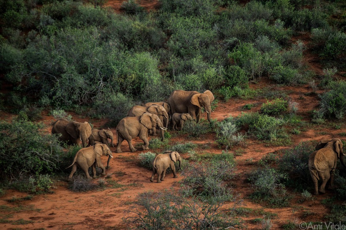 NikonUSA's tweet photo. In support of northern Kenya’s @RetetiElephants, #NikonAmbassador @Amivee is celebrating these wonderful wild animals with a mission in mind. With a donation of $10, you have the chance to win a #Nikon #D5600 &amp; other prizes! Learn how you can show support: https://t.co/n5wsi1kVTG https://t.co/Y7hHjMzKWN