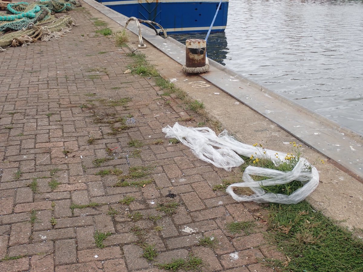 haprins's tweet photo. @waddentweets De havengebonden bedrijven van @portofharlingen grenzend aan @WerelderfgoedWZ moesten wat zorgvuldiger omgaan met hun verpakkingsmateriaal zoals b.v. dit wikkelplastic, rampzalig voor milieu en kleine scheepvaart @DoeeensWad https://t.co/RrtEWp4XdE