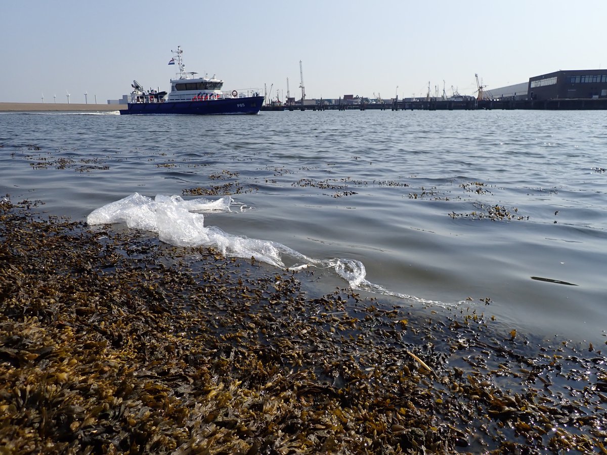 haprins's tweet photo. @waddentweets De havengebonden bedrijven van @portofharlingen grenzend aan @WerelderfgoedWZ moesten wat zorgvuldiger omgaan met hun verpakkingsmateriaal zoals b.v. dit wikkelplastic, rampzalig voor milieu en kleine scheepvaart @DoeeensWad https://t.co/RrtEWp4XdE