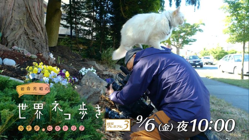 かりぃ ごく ごく キャプ実況専用 次回の 岩合光昭の世界ネコ歩き 新作は カナダ ビクトリア 9月 6日 金 夜10時から Nhkbsp 世界ネコ歩き ネコ歩き