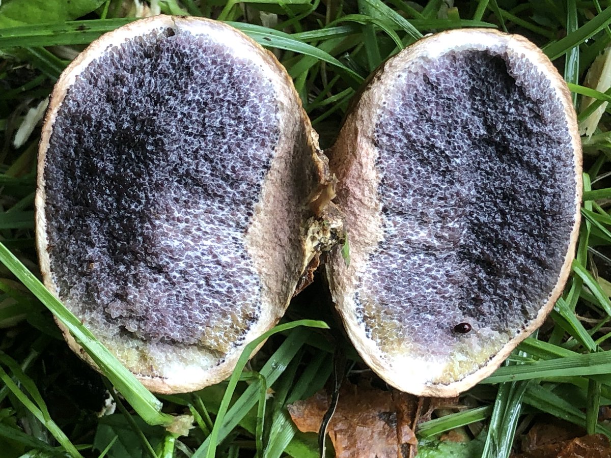 myfav90_s's tweet photo. Common earth ball . Strong scent #commonearthball #mushrooms #fungi #fungus #mycology #summer #woodland #woods #forest #trees #moss #nature #goodforthesoul #naturephotography #windermere #lakedistrict #cumbria 🍄 https://t.co/hnqqNQ9fZv