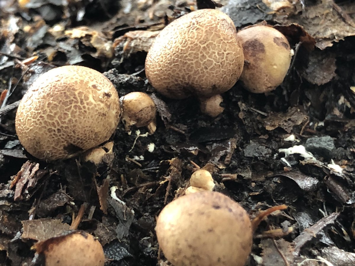 myfav90_s's tweet photo. Common earth ball . Strong scent #commonearthball #mushrooms #fungi #fungus #mycology #summer #woodland #woods #forest #trees #moss #nature #goodforthesoul #naturephotography #windermere #lakedistrict #cumbria 🍄 https://t.co/hnqqNQ9fZv