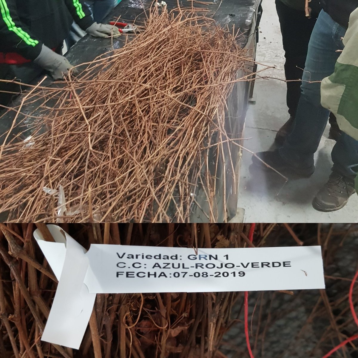 Material de GRN 1 para establecer los Planteles Madre de Univiveros. GRN 1 es un patrón para vides desarrollado en <a href="/ucdavis/">UC Davis</a> muy resistente a los nemátodos. Un patrón pensado en replante de viñedos.

ngr.ucdavis.edu/fgrdetails.cfm…