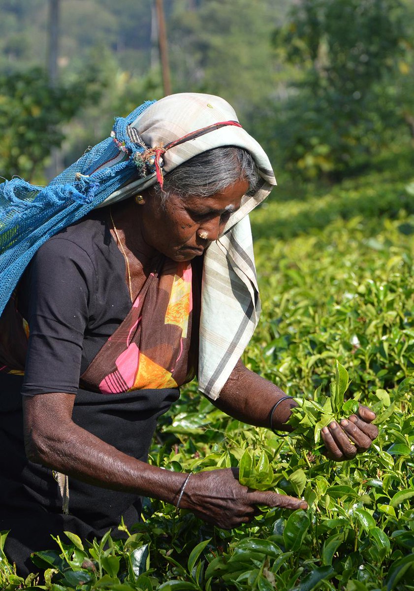knowSLfeed's tweet photo. Coastal bliss, natural splendor, ancient history and of course, world renowned tea. More: https://t.co/p5ZROjpPNi or by downloading the #KNOWSLAPP
Photo: Asantha Abeysooriya. #SriLanka #Talawakelle #photo #KNOWSRILANKA #KNOWSL https://t.co/wfSreRmR3B