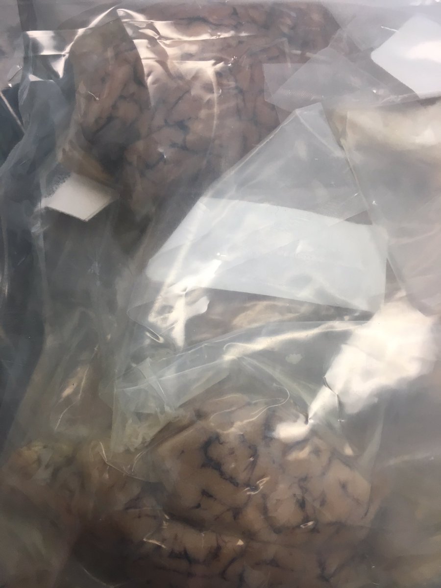 CarletonColts's tweet image. It’s not everyday you get Brain Kits delivered to your school. #engineeringforthefuture #projectleadtheway #ColtsREACH