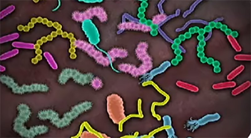 GENbio's tweet image. Long-Term #PancreaticCancer Survival Linked with Specific Tumor Microbiome Signature: ow.ly/bnuM50vsU3y