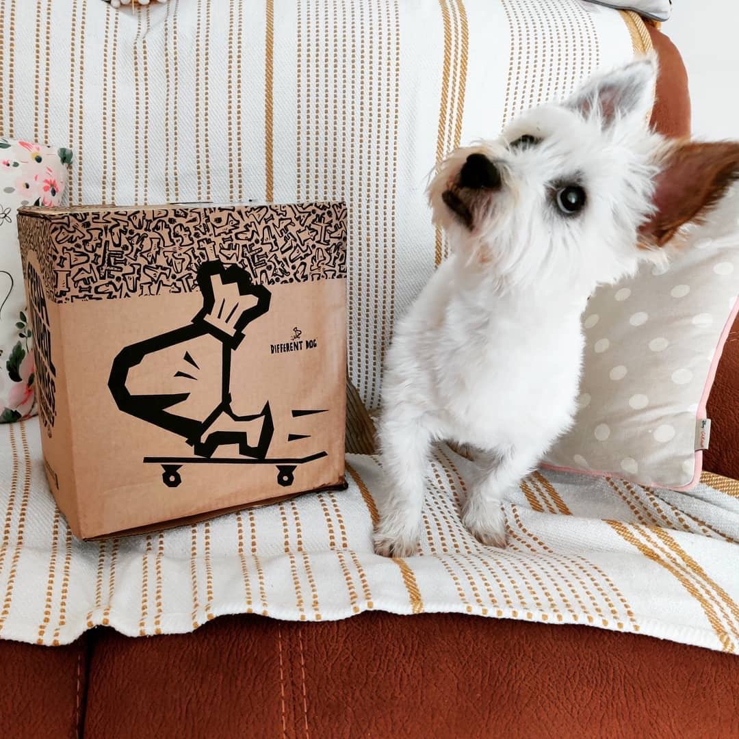 _differentdog's tweet image. Incoming delivery 🚀📦 It’s subscription delivery day! What tasty dinners are in store for your pup? Photo: gus.the.cavachon (Instagram) 🐶✨

#differentdog #iamadifferentdog #freshdogfood #naturaldogfood #cutedogclub