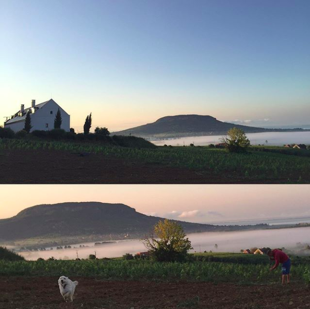 Morning light in our Tarányi 3 new planting. Kokó ripping up from the rows. #furmint #Kadarka #mountainsaintgeorge #szentgyorgyhegy #volcanicwines #volcanicwinesofpannonia #gilvesywinery #gilvesy